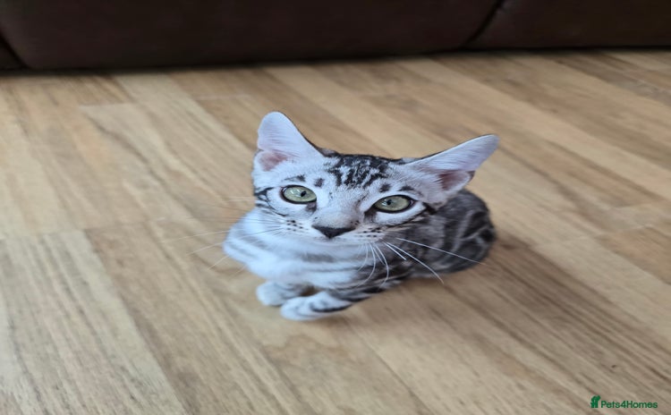 Bengal cats - Advert 4