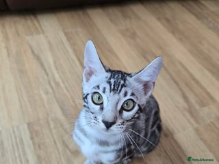 Bengal cats - Advert 3