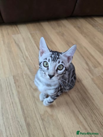 Bengal cats - Advert 4