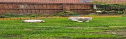 French Bulldog dogs for sale: Beautiful French bulldog for rehome - Advert 4