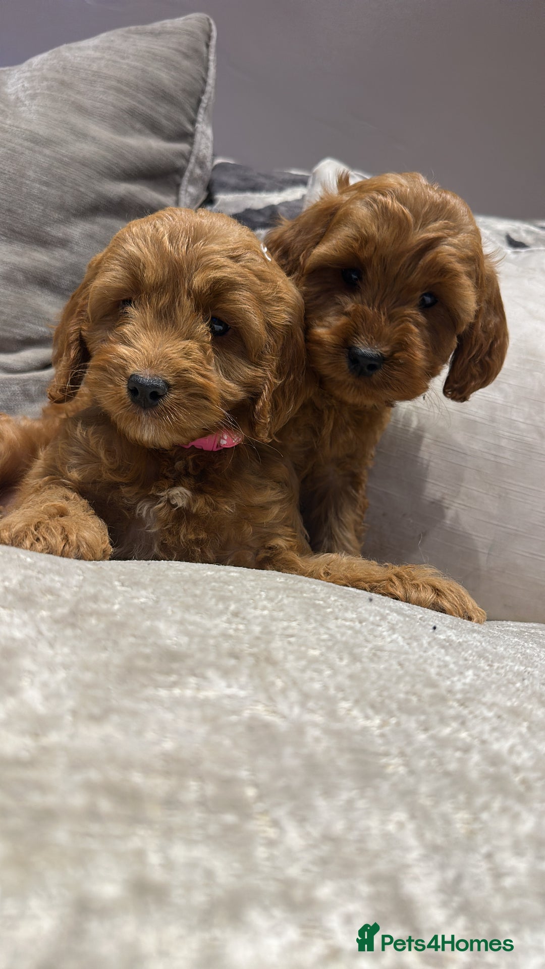 Cockapoo dogs for sale: 🐾Adorable toy cockapoos ready now 🐾 - Advert 9