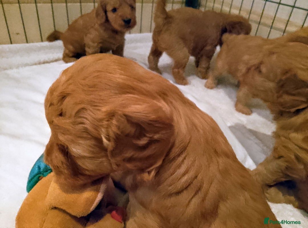 Cavapoo dogs for sale: F1 Cavapoo Pups  - Image 10