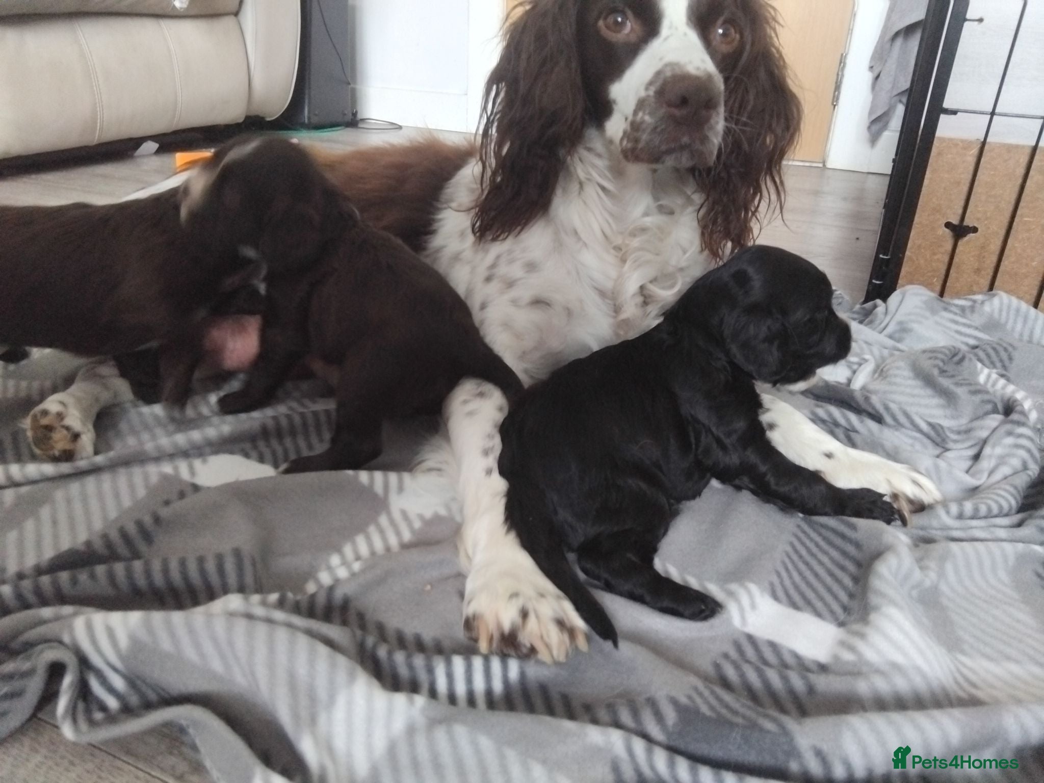 Sprocker dogs Sprocker puppies  - Advert 12