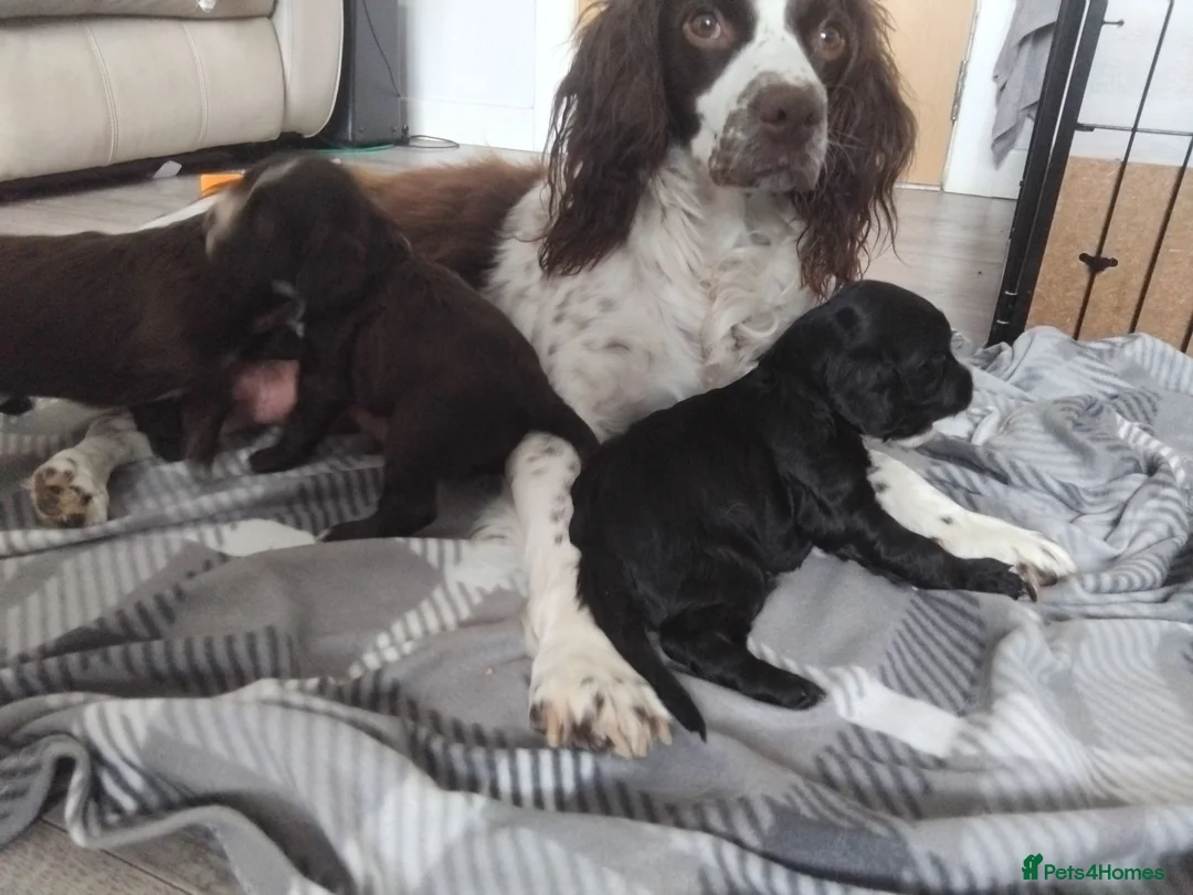 Sprocker dogs for sale: Sprocker puppies  - Advert 1