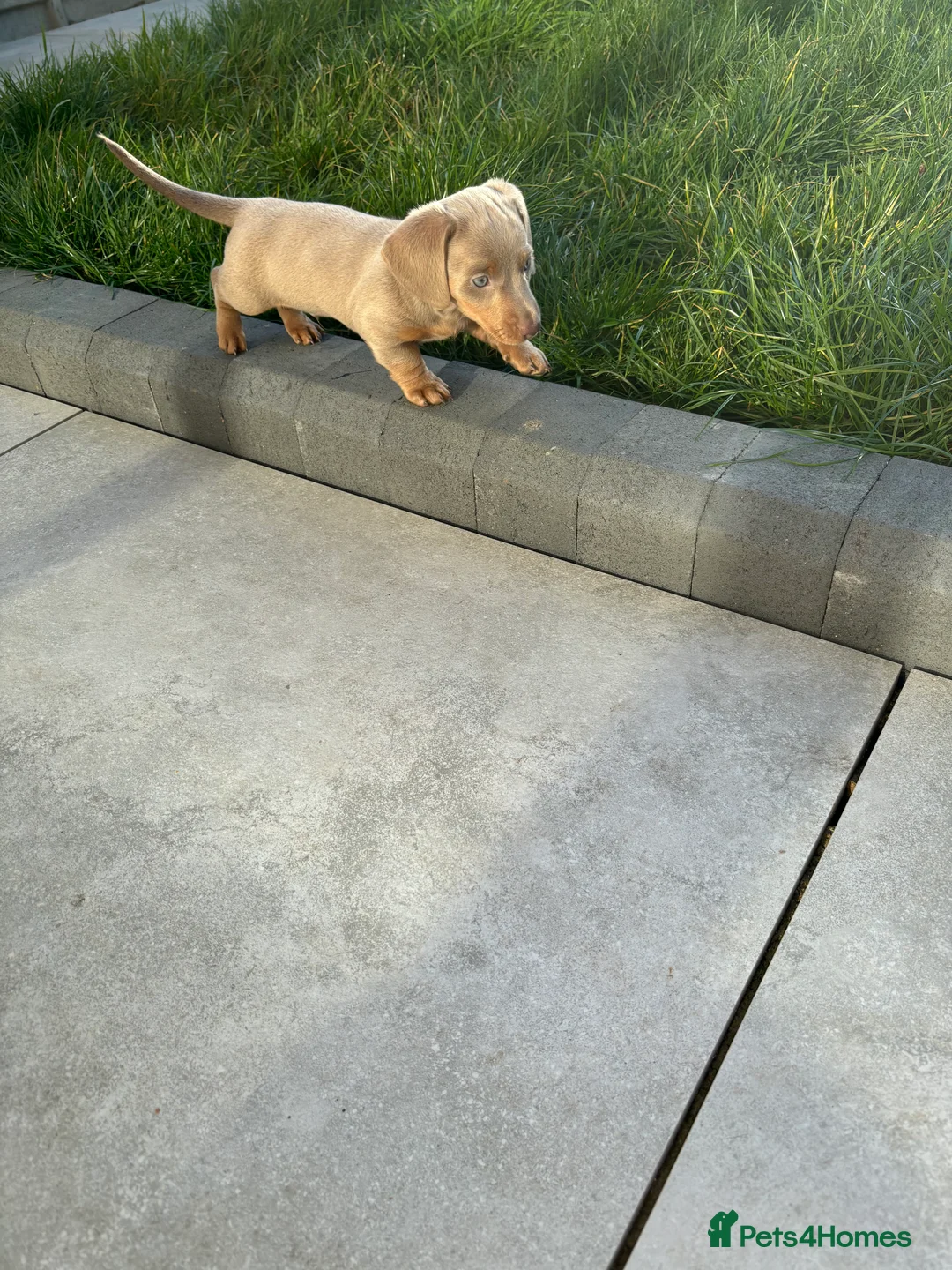 Dachshund dogs for sale: 5* MINI DACHSHUND PUPPY fully vaccinated.  - Advert 11