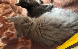 Russian Blue cats for sale: Russian Blue x Ragdoll Kittens - Image 11