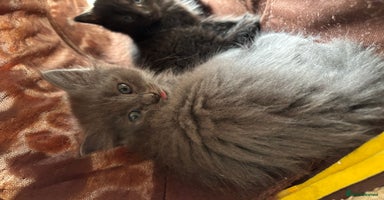 Russian Blue cats - Advert 2