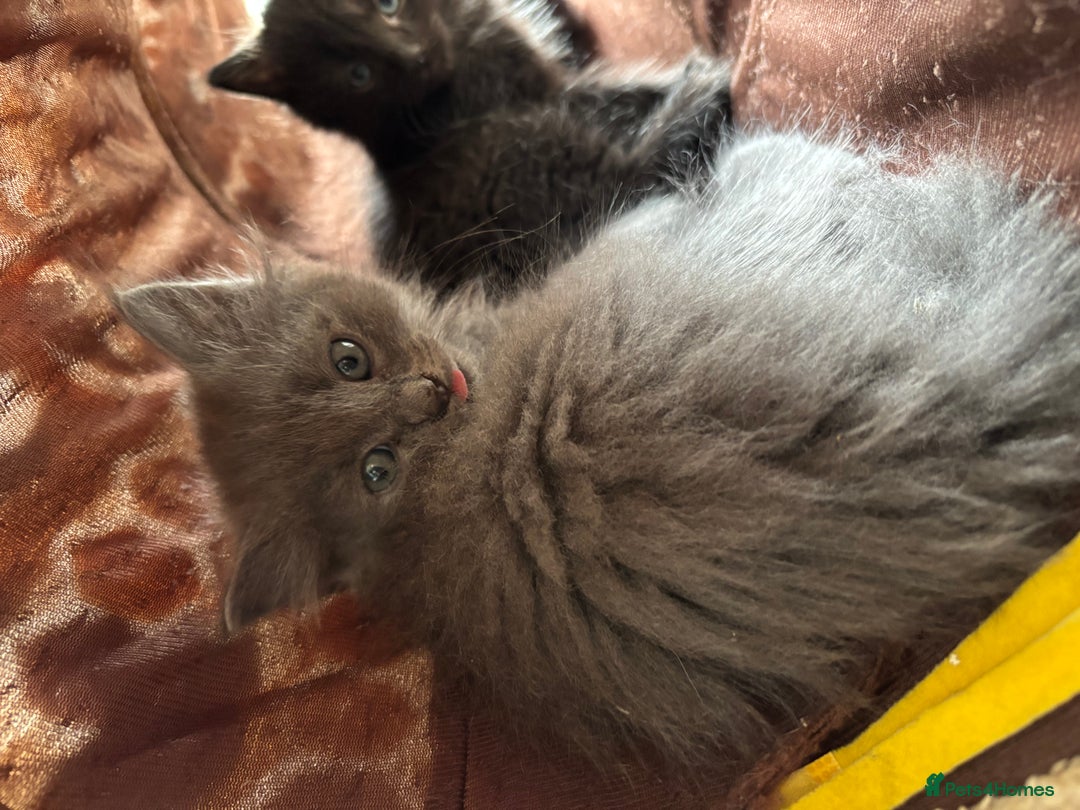 Russian Blue cats for sale: Russian Blue x Ragdoll Kittens - Image 11