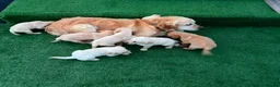 Goldador dogs for sale: Goldador puppies 9 available  - Advert 12
