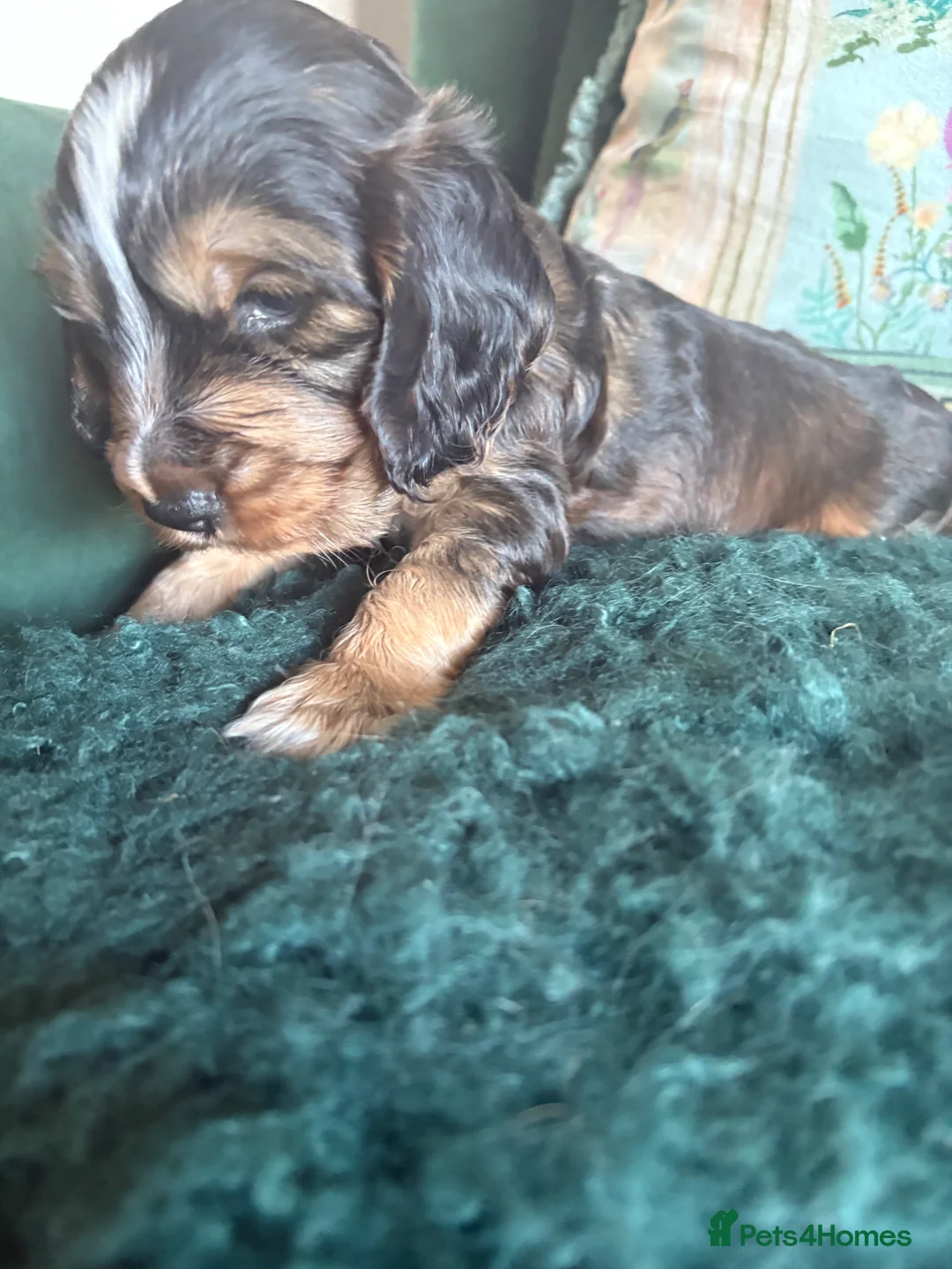 Cocker Spaniel dogs for sale: Stunning kc registered show cocker boy available - Advert 1