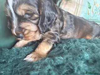 Cocker Spaniel dogs Stunning kc registered show cocker boy available - Advert 2