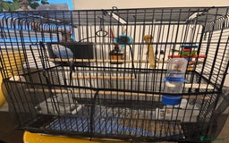 Budgerigars birds for sale: Budgie for sale  - Image 1