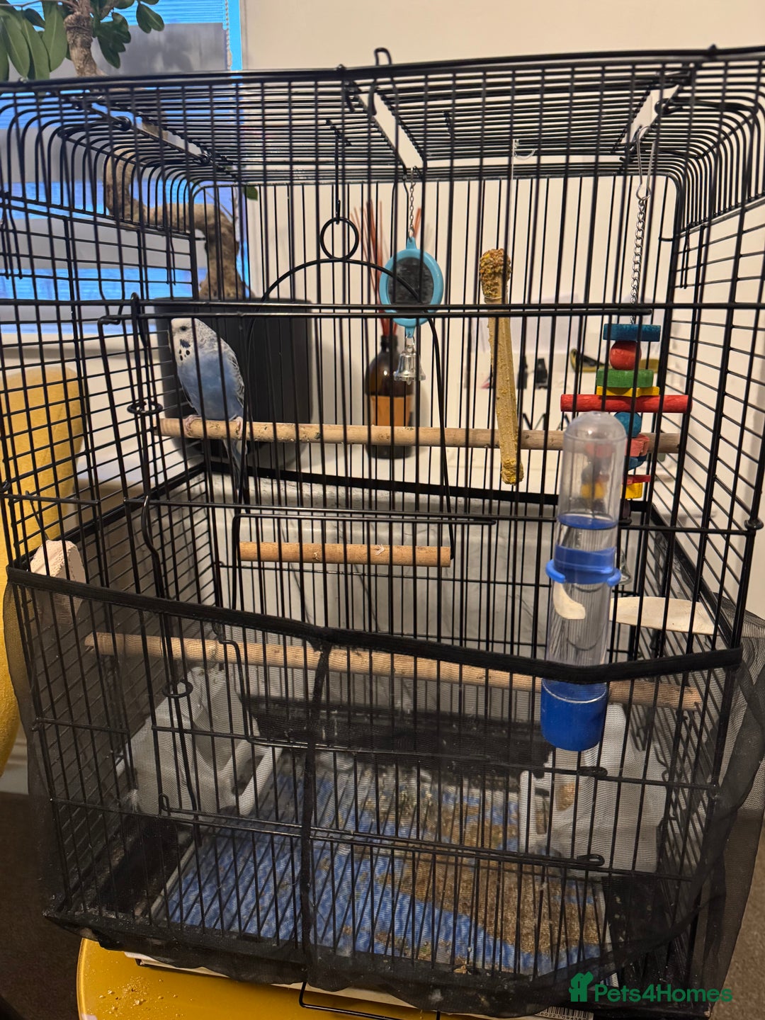 Budgerigars birds for sale: Budgie for sale  - Image 1