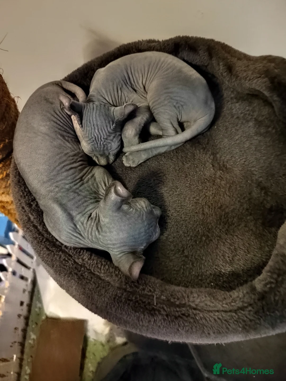 Sphynx cats for sale: Pair of Silver-Blue Elf Sphynx  - Advert 9