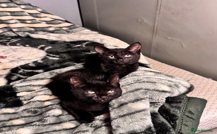 Mixed Breed cats - Advert 2