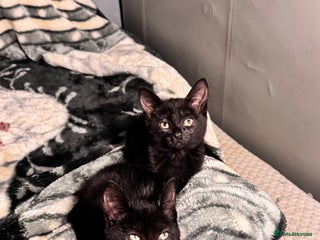 Mixed Breed cats - Advert 17