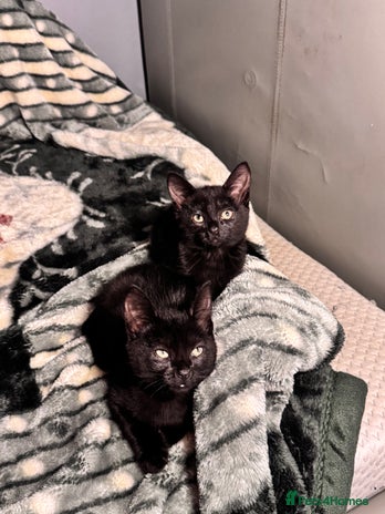 Mixed Breed cats - Advert 2