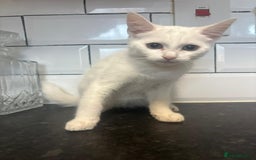 Mixed Breed cats for sale: Kittens  - Image 3