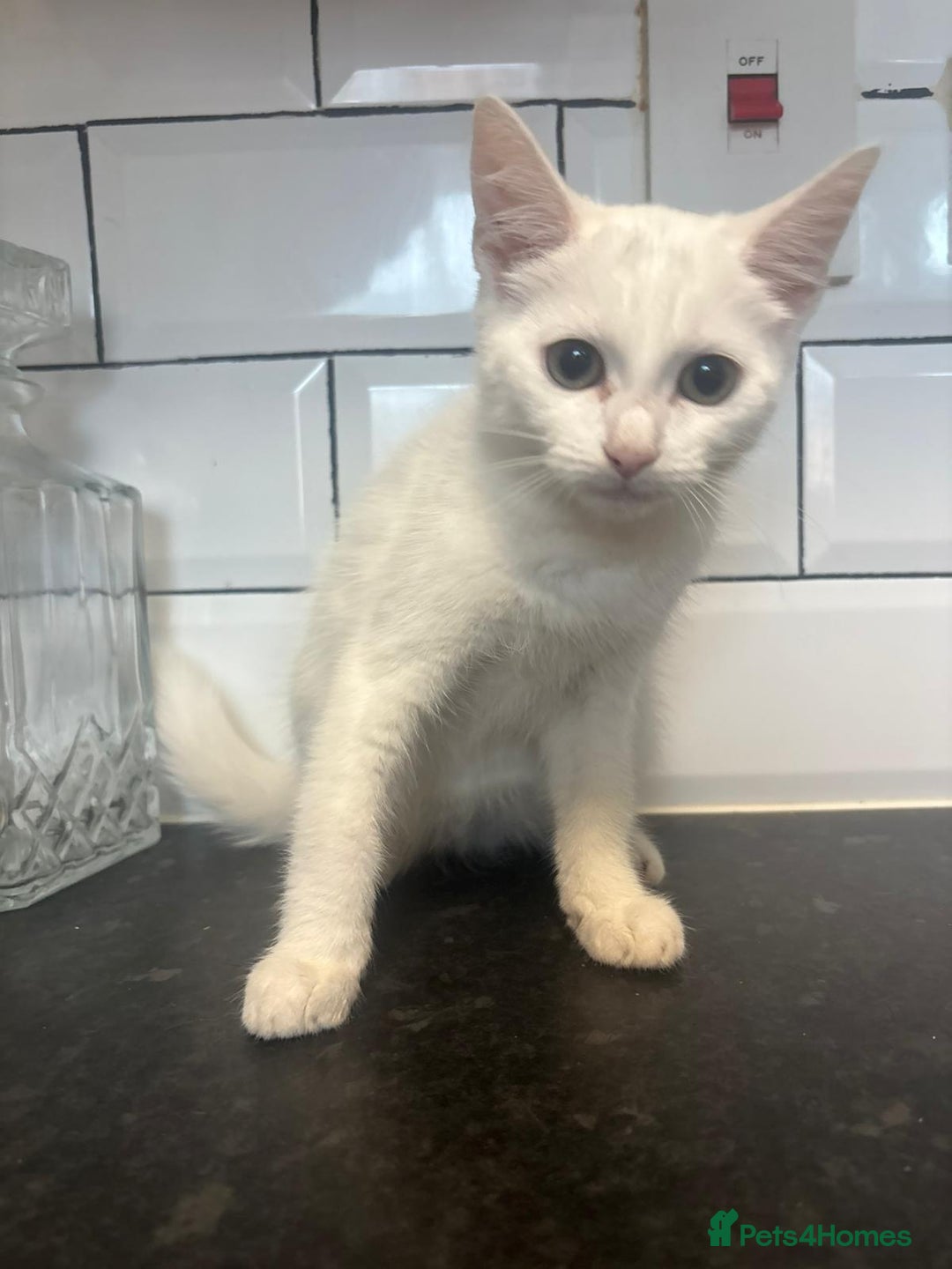 Mixed Breed cats for sale: Kittens  - Image 3
