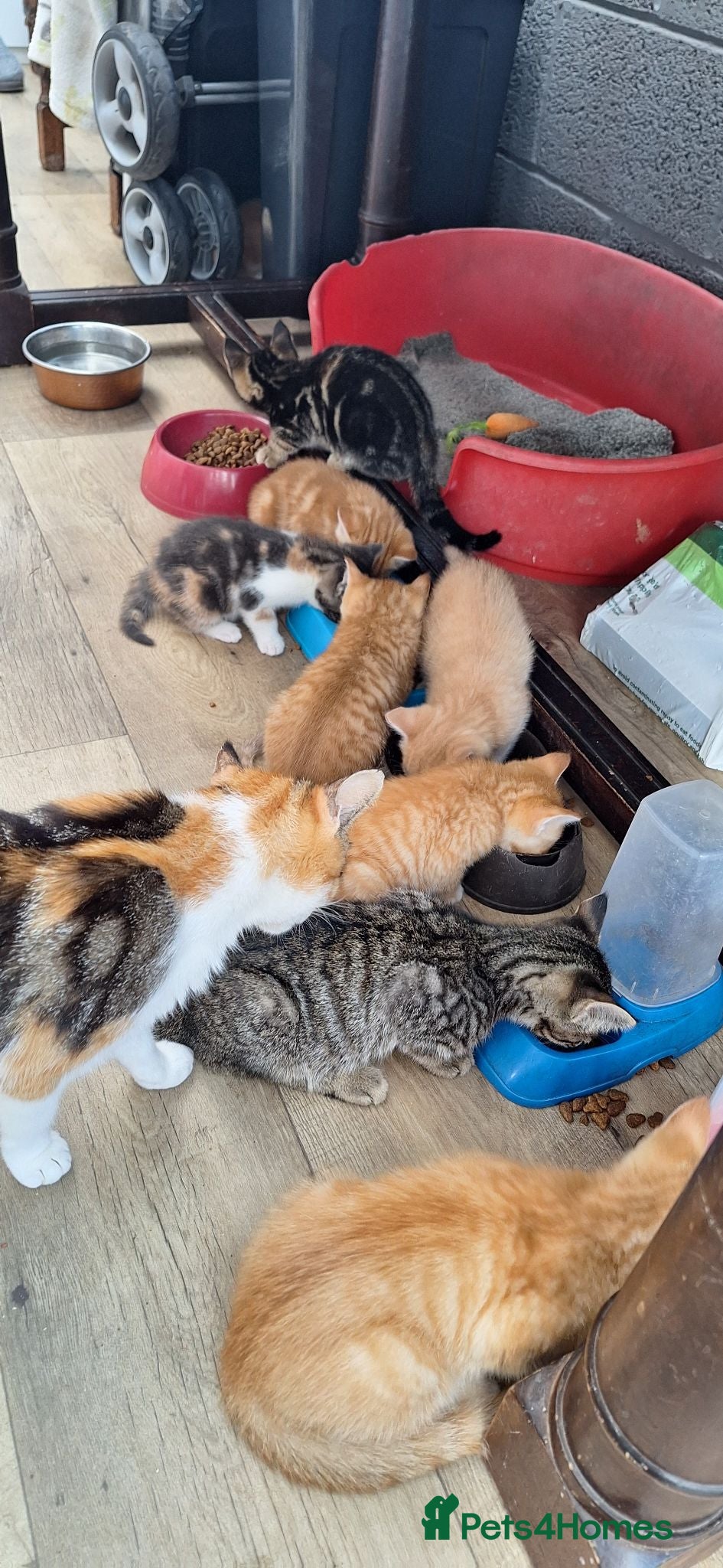 Mixed Breed cats Ginger kittens - Advert 18