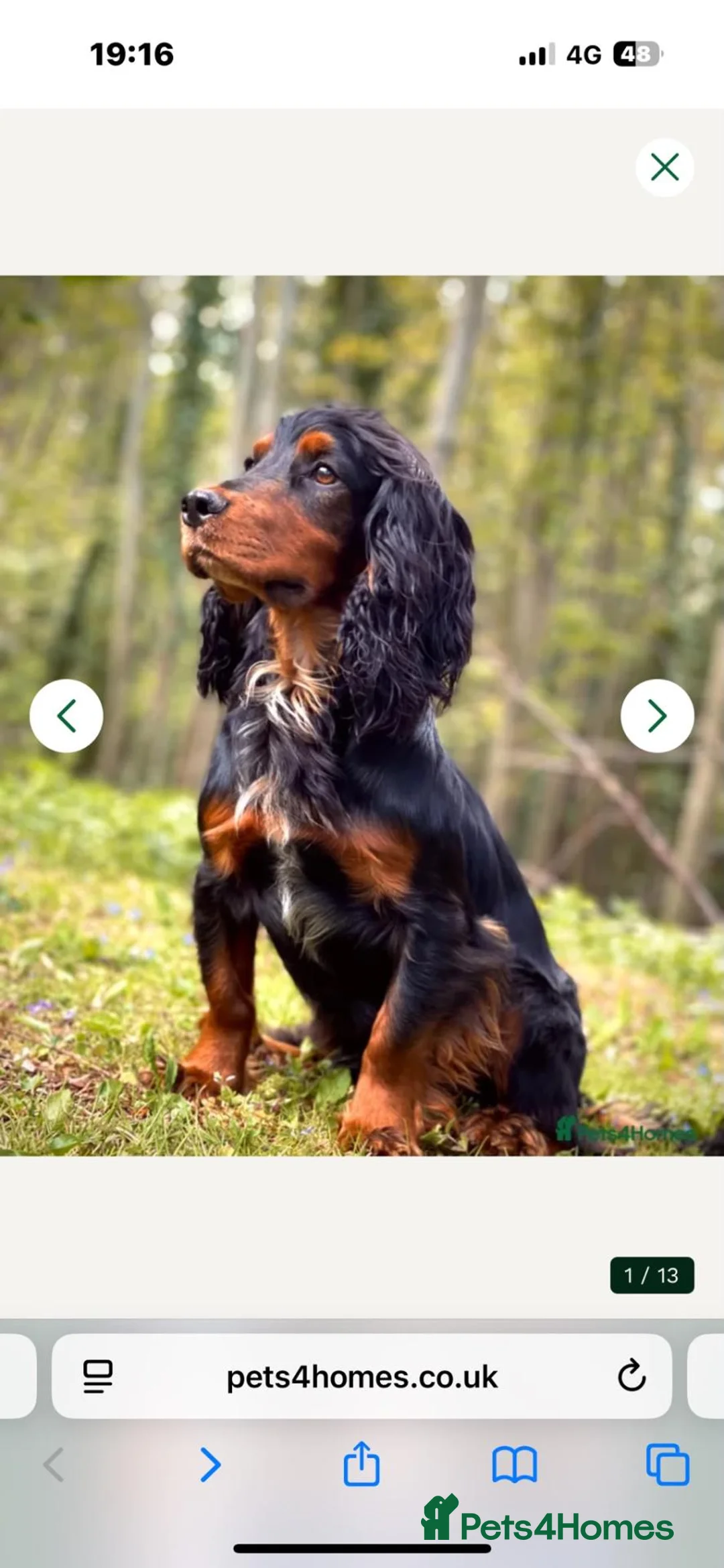 Cocker Spaniel dogs for sale: Working Cocker Spaniels. KC Registered - Advert 9