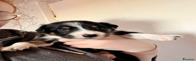 Border Collie Puppy 3