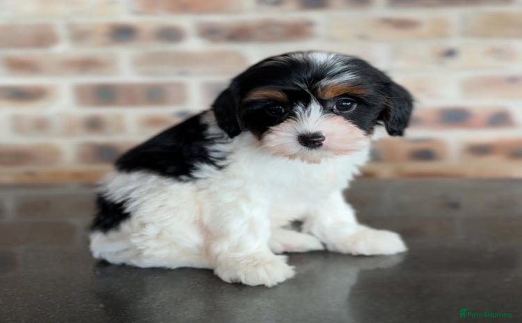 Cavapoo dogs - Advert 1