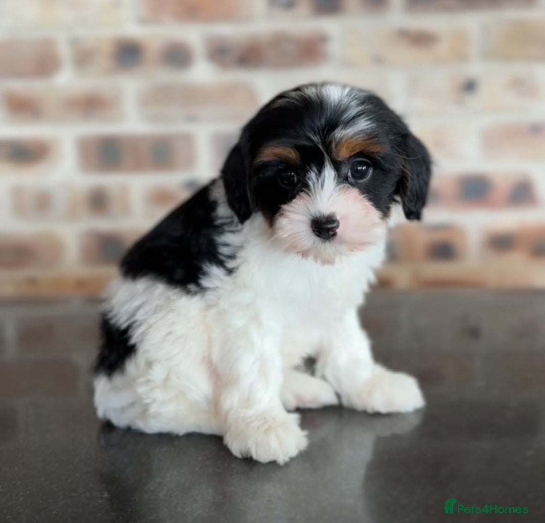 Cavapoo dogs for sale: Beautiful purebred Cavapoo Puppies - Image 1