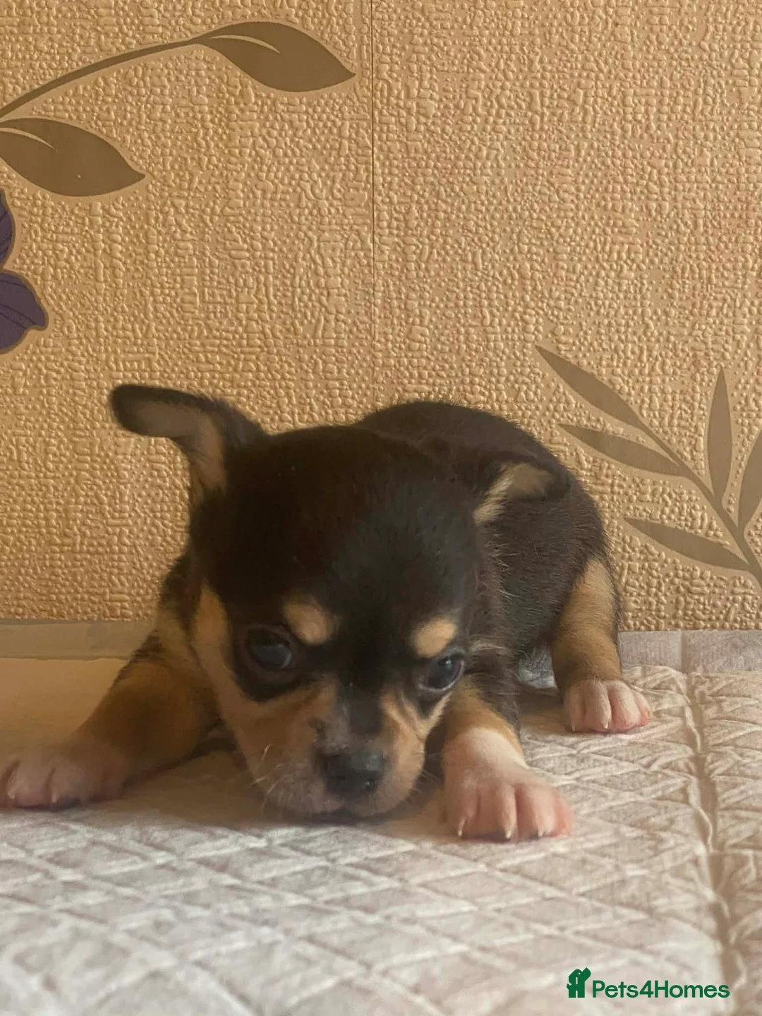 Chihuahua dogs for sale: chihuahua puppis for sale  - Advert 5