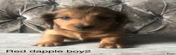 Miniature Dachshund dogs for sale: Miniature long haired dachshund puppies - Advert 5