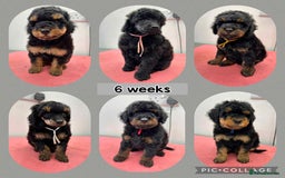 Poodle dogs for stud: Extensively health tested, toy poodle stud in Wareham - Image 6