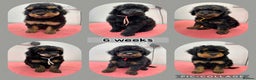 Poodle dogs for stud: Extensively health tested, toy poodle stud in Wareham - Advert 7