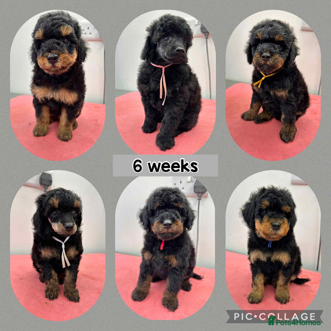 Poodle dogs for stud: Extensively health tested, toy poodle stud in Wareham - Image 6