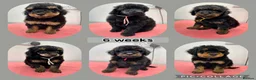 Poodle dogs for stud: Extensively health tested, toy poodle stud in Wareham - Advert 7