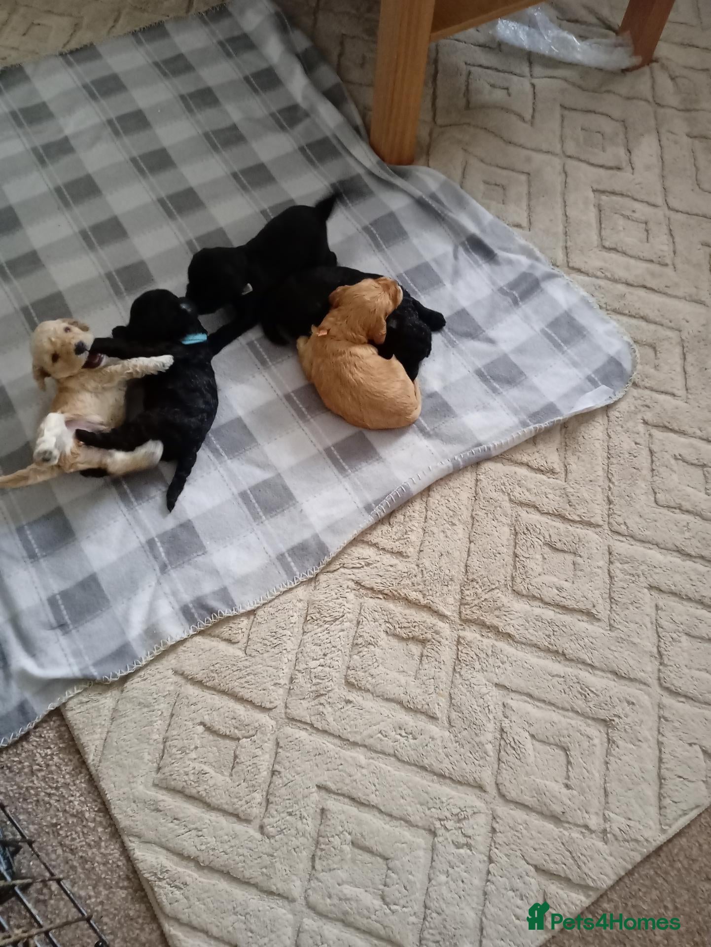 Cockapoo dogs  Beautiful Cockapoo puppies for sale F1B - Advert 16