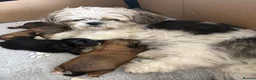 Shih Tzu dogs for sale: Imperial shihtzu puppies in Manchester - Advert 1