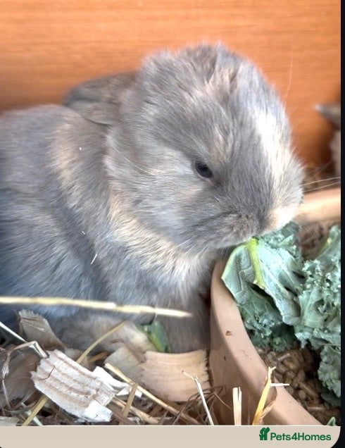 French Lop rabbits 💕Stunning pure bred French lops 💕 - Advert 8