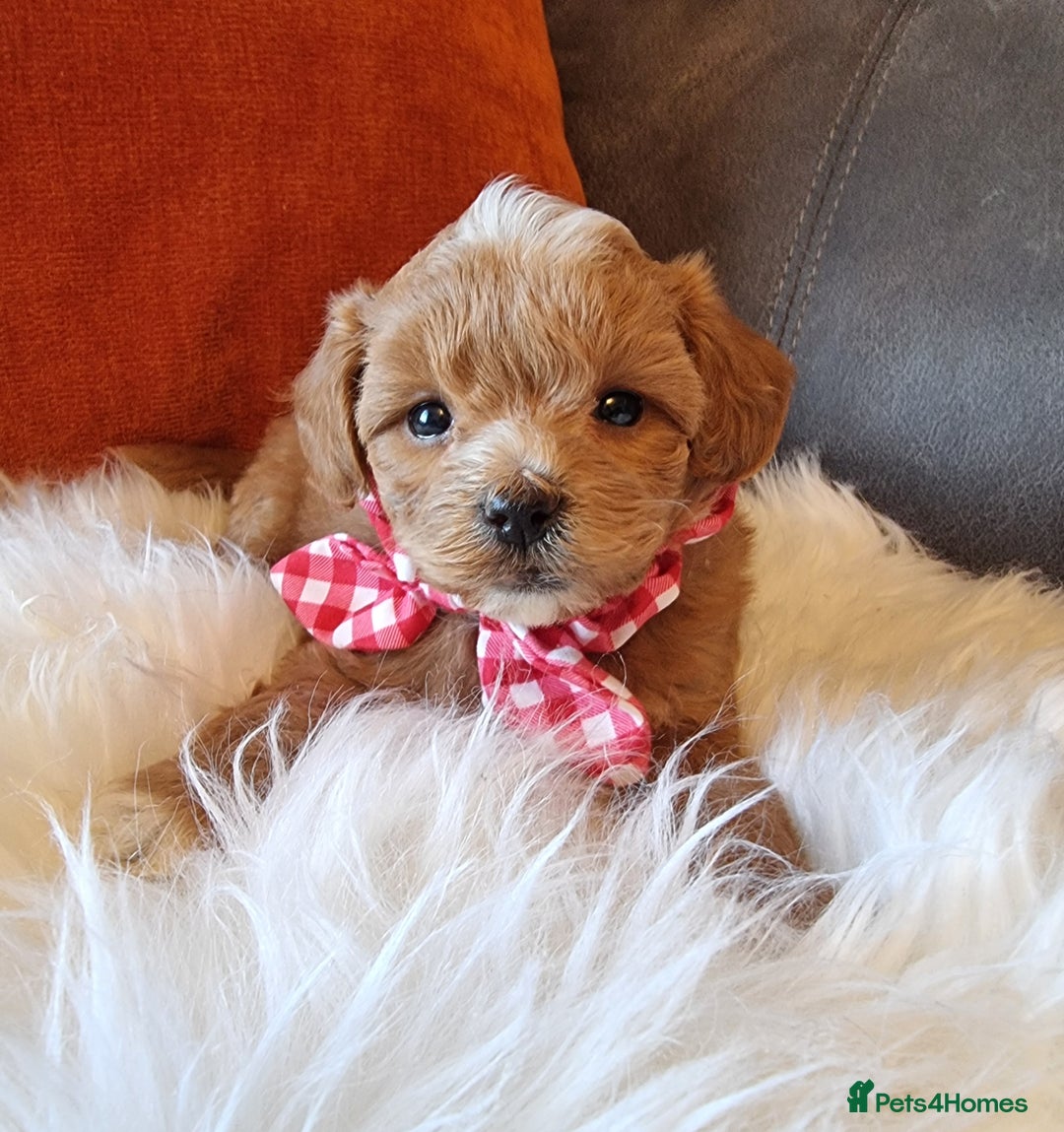 Shihpoo dogs for sale: Adorable best friend Shihpoo pups Fully Vaccinated - Advert 18