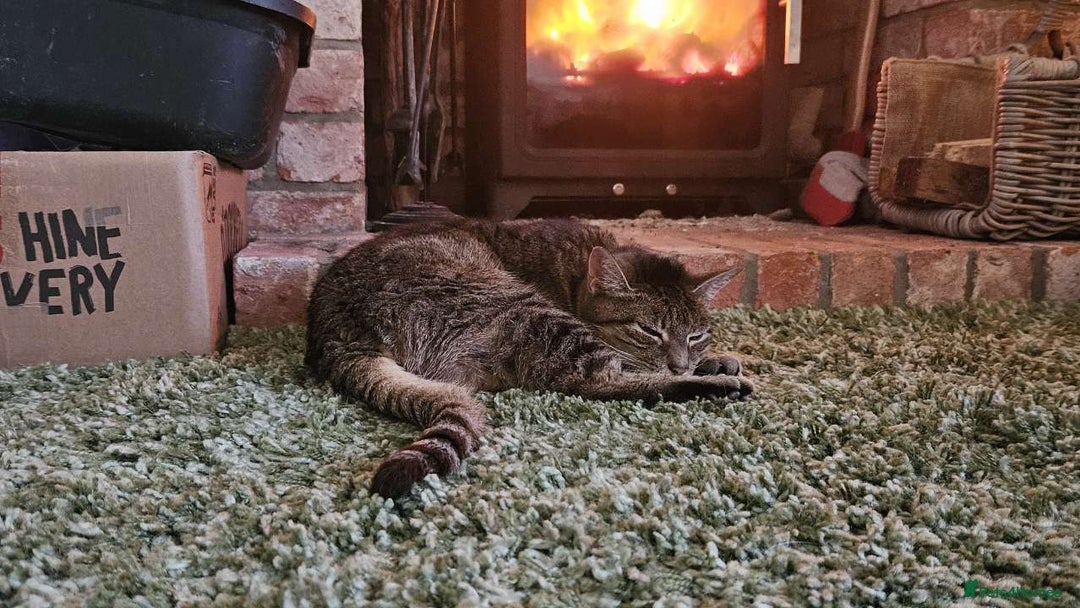 Mixed Breed cats for sale: Older lady needing a new home - Advert 7