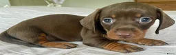 Miniature Dachshund dogs for sale: Choc/Tan Mini Smooth Dachshund Pups in Camborne - Advert 4