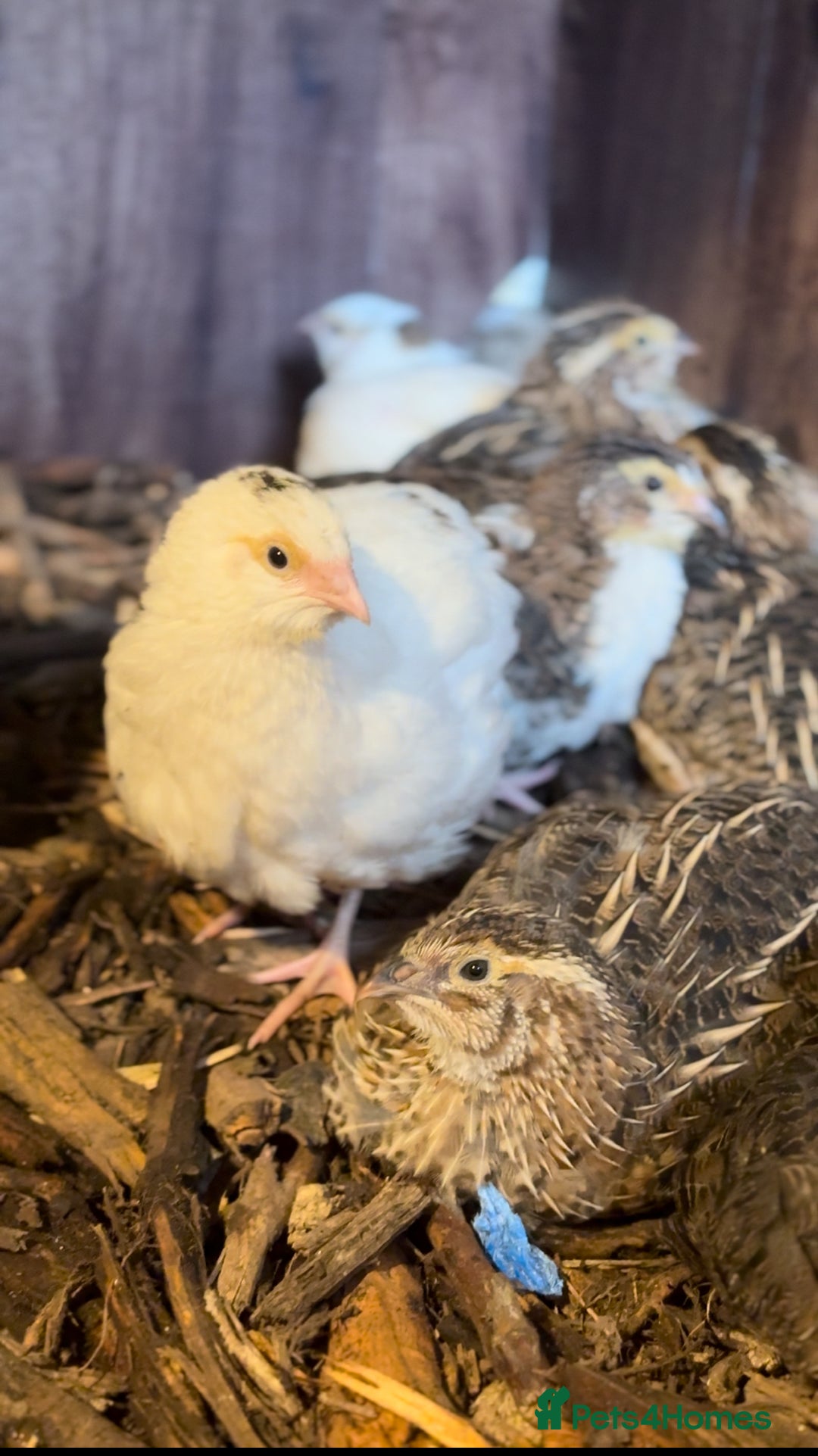 Mixed Breed birds for sale: Quail cotournix baby chicks - Advert 2