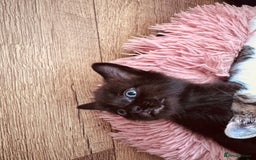 Mixed Breed cats for sale: Kittens ready for lovely homes - Image 5