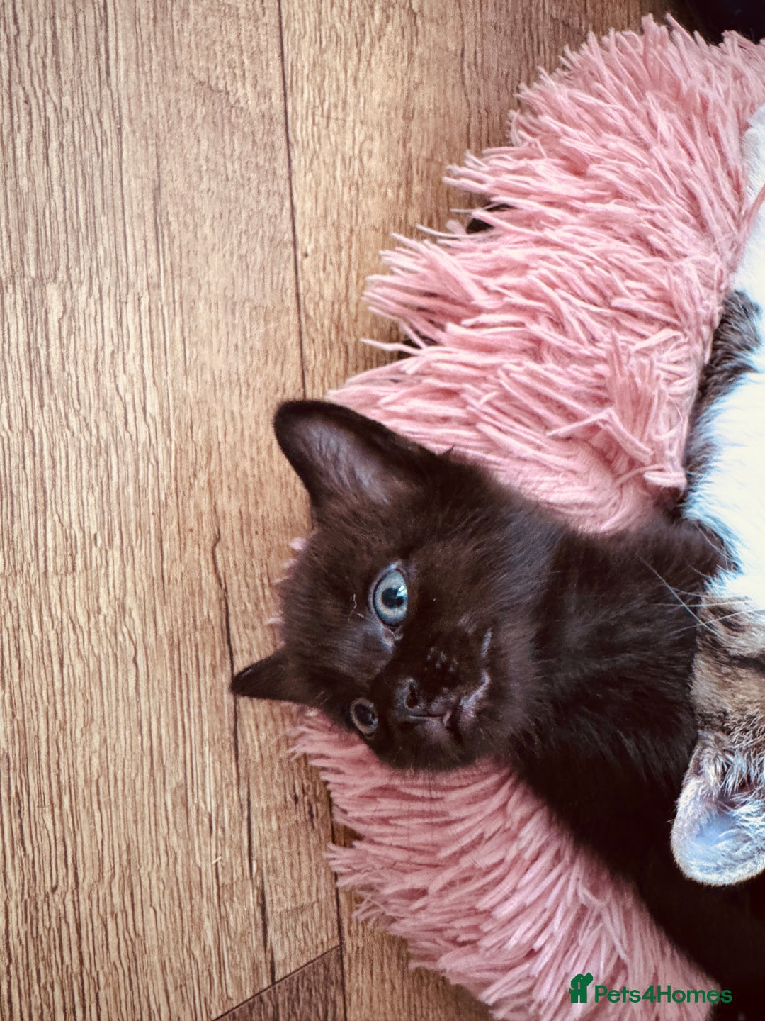 Mixed Breed cats for sale: Kittens ready for lovely homes - Image 5