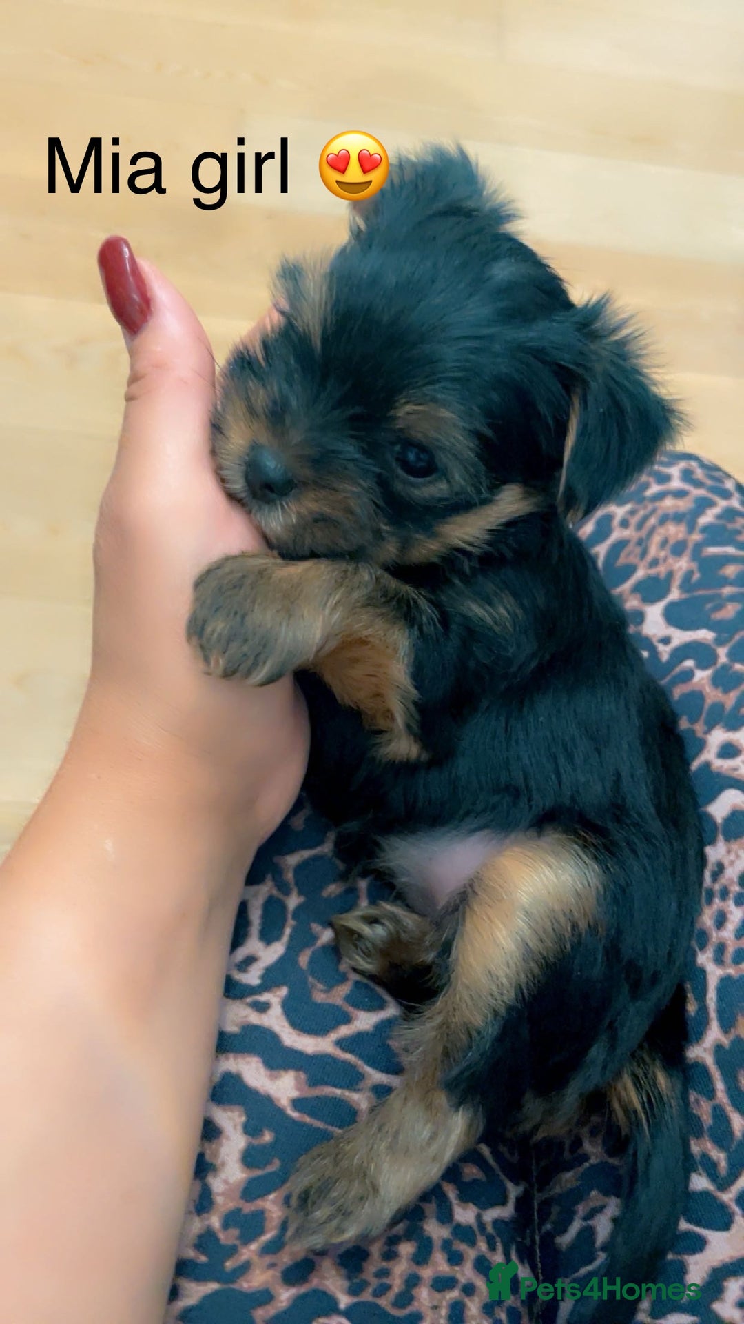 Yorkshire Terrier dogs for sale: Miniature Yorkshire terrier - Image 16