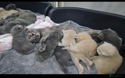 British Shorthair cats for sale: Pretty British shorthair  - Image 26
