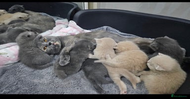 British Shorthair cats - Advert 12