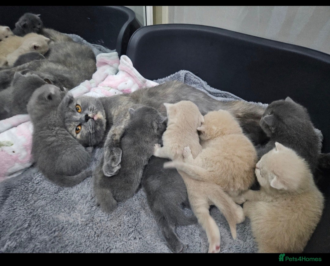 British Shorthair cats for sale: Pretty British shorthair  - Image 26