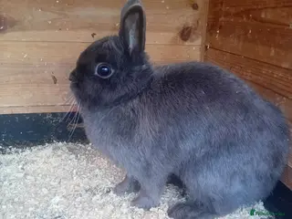 Netherland Dwarf rabbits Netherland dwarf female - Advert 15