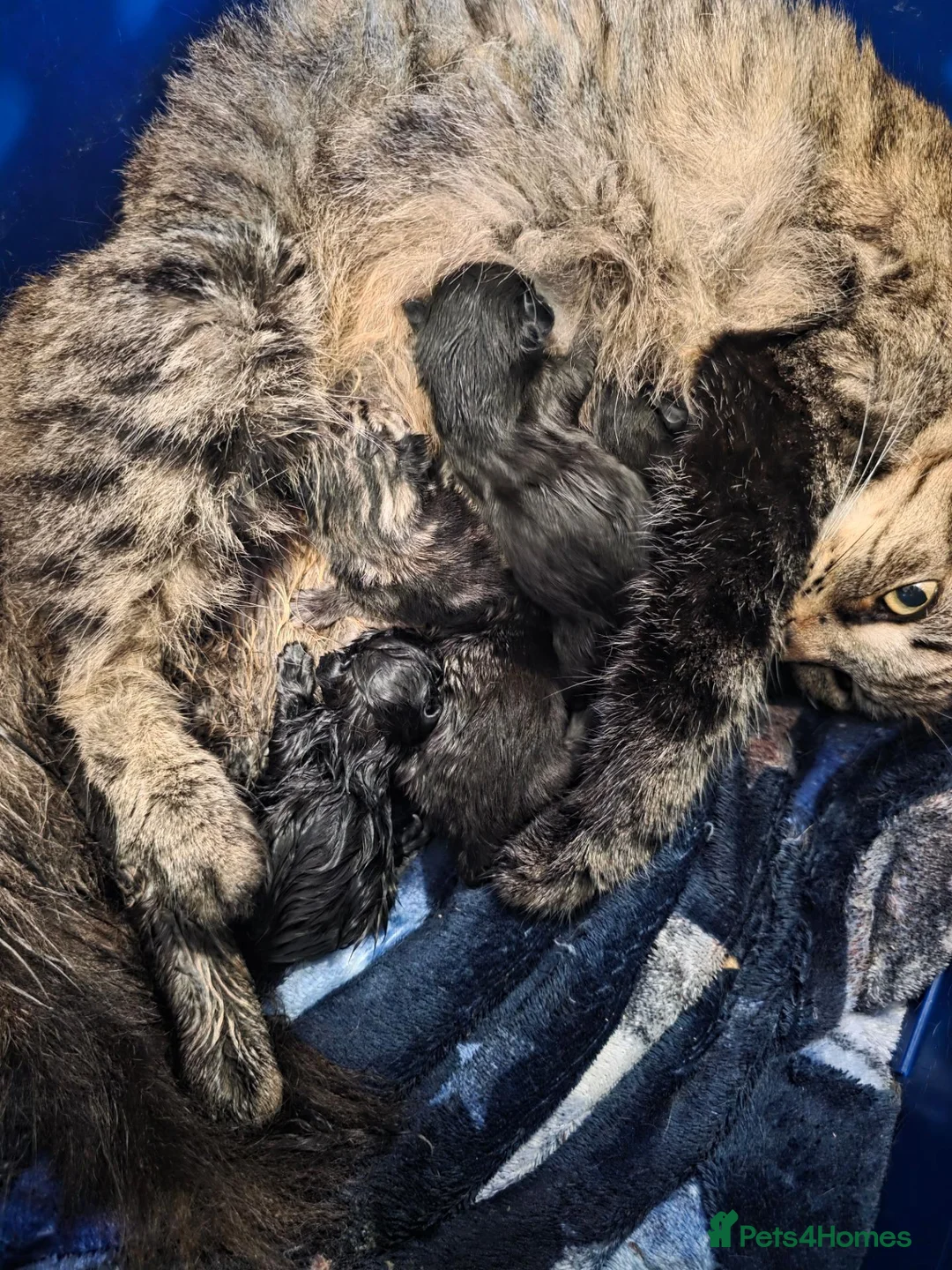 Mixed Breed cats for sale: Kittens for sale  in Castleford - Advert 5