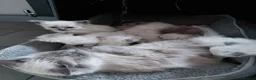 Birman cats for sale: Birman kittens - Advert 2